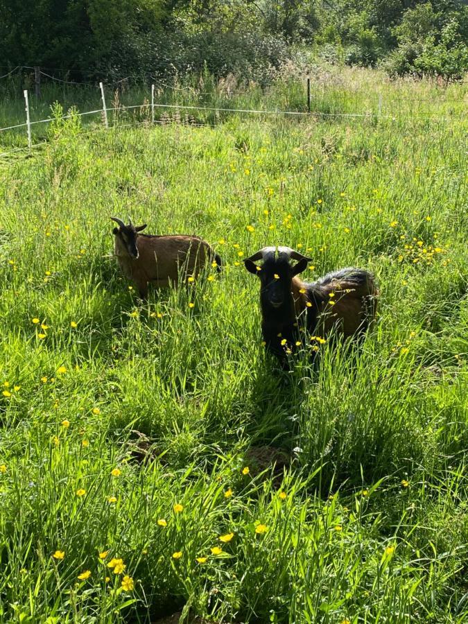 مبيت وإفطار Sainte-Opportune-la-Mare Le Domaine Caribou المظهر الخارجي الصورة